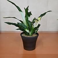 Amazon｜陶器鉢植えおもと観葉植物 斑入り葉万年青宝船万年青 万年青6